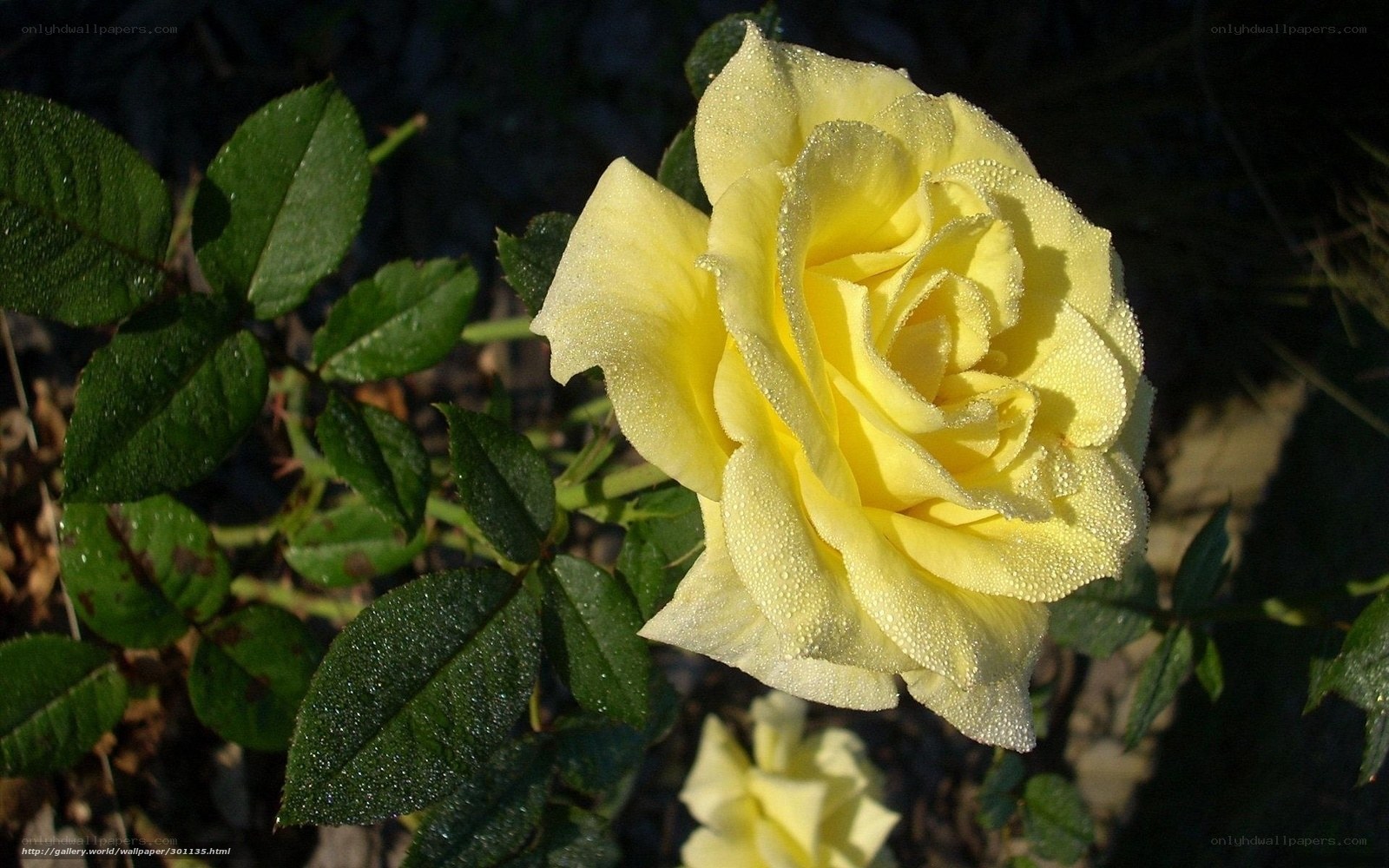 Yellow rose with dew drops