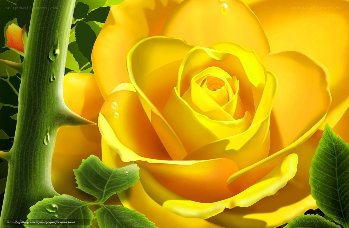 Yellow rose with dew drops