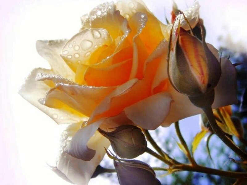 Yellow Rose with Dew — Serene, Morning, Photograph, Dew Drops, Bud