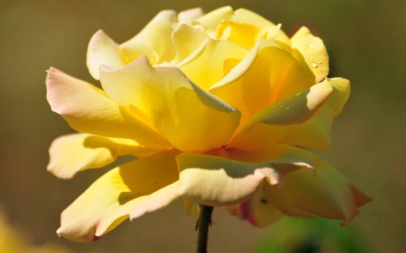 Yellow Rose with Dew — Serene, Morning, Photograph, Dew Drops, Petals