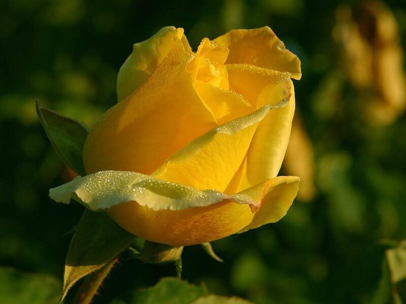 Yellow Rose with Dew — Serene, Morning, Photograph, Green Leaves, Sunlight