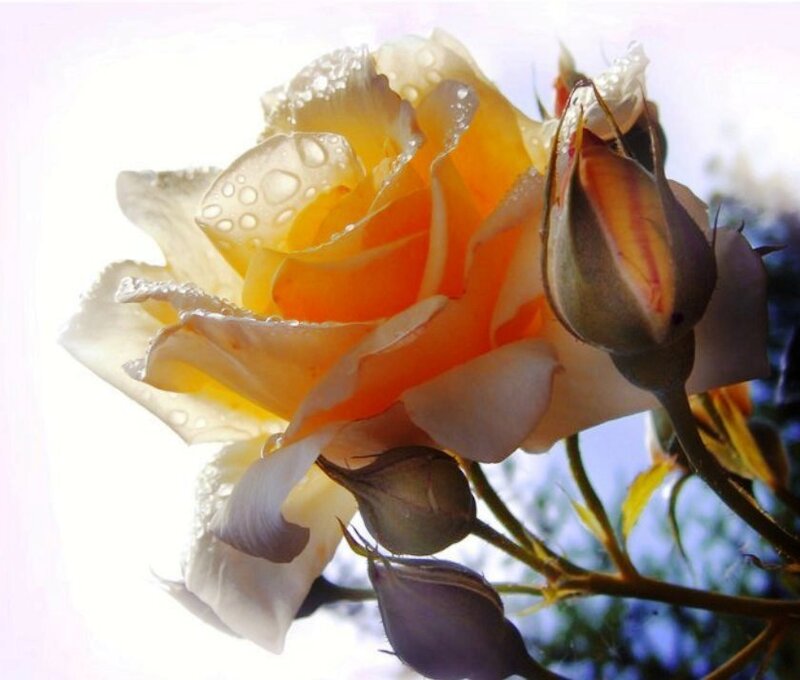 Yellow Rose with Dew — Serene, Morning
