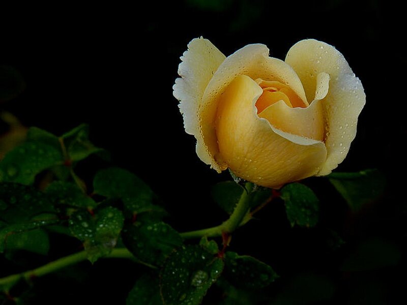 Yellow Rose with Dew — Serene, Night