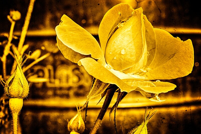 Yellow Rose with Dew — Serene, Photograph, Dew Drops