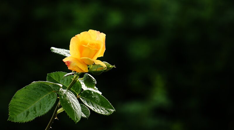 Yellow Rose with Dew — Serene, Photograph, Leaf