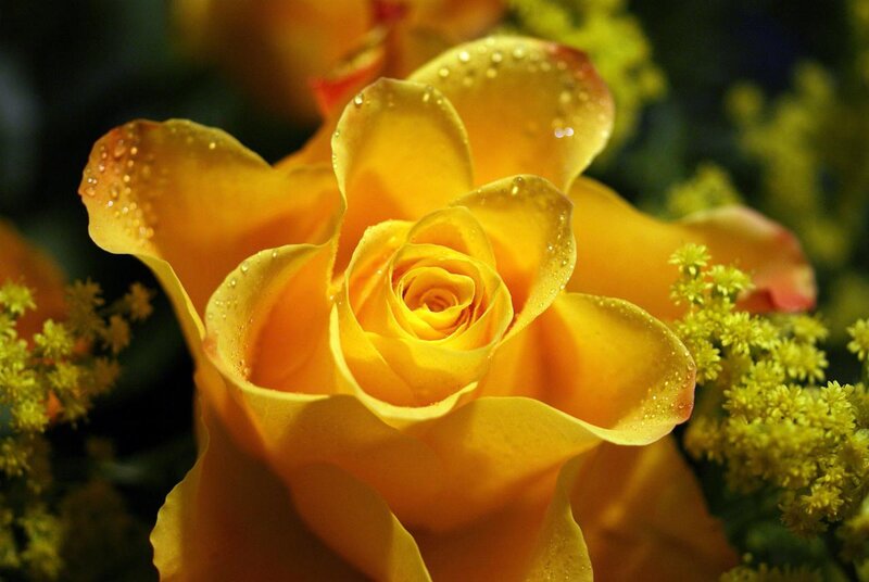 Yellow Rose with Dew — Serene, Photograph
