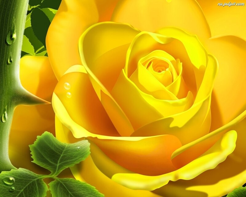 Yellow Rose with Dew — Serene