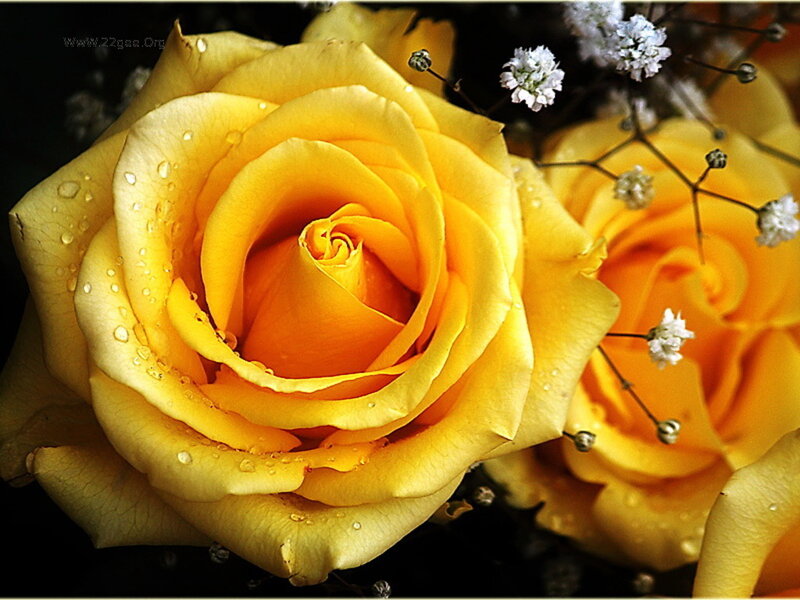 Yellow Rose with Dew