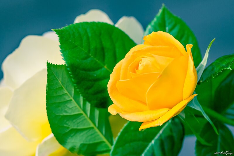 Yellow Rose with Green Leaves