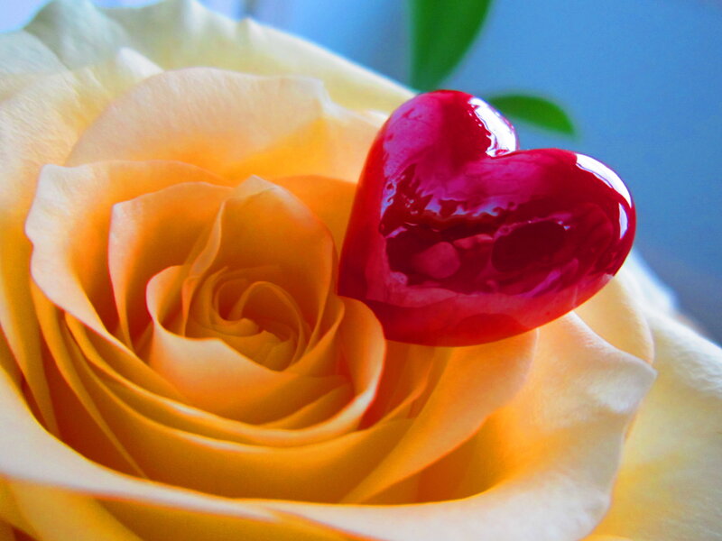 Yellow Rose with Heart — Serene