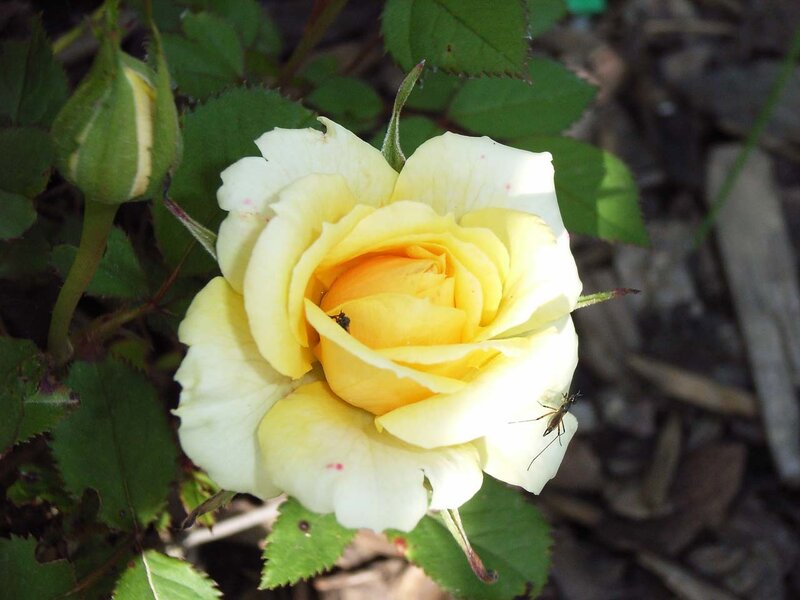 yellow rose with insects