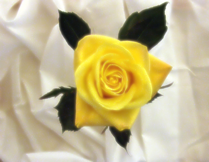 Yellow Rose with Leaves — Calm