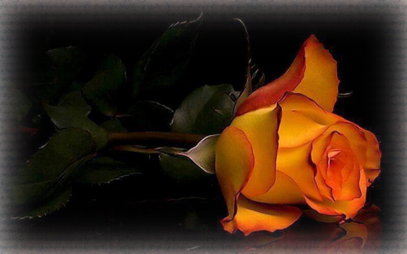 Yellow Rose with Leaves — Dramatic