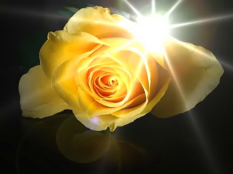 Yellow Rose with Light