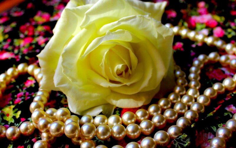 Yellow Rose with Pearls