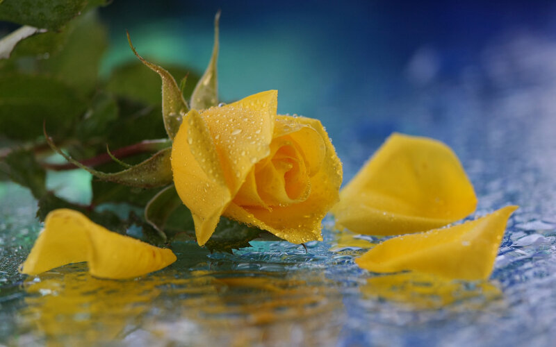 Yellow Rose with Petals — Serene, Photograph