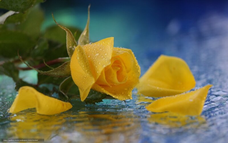 Yellow Rose with Petals — Serene, Photograph, Water Droplets, Leaves