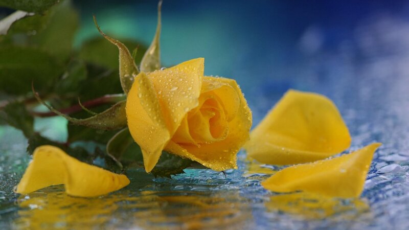 Yellow Rose with Petals — Serene