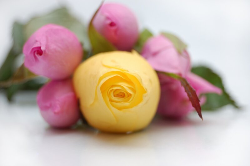 Yellow Rose with Pink Buds