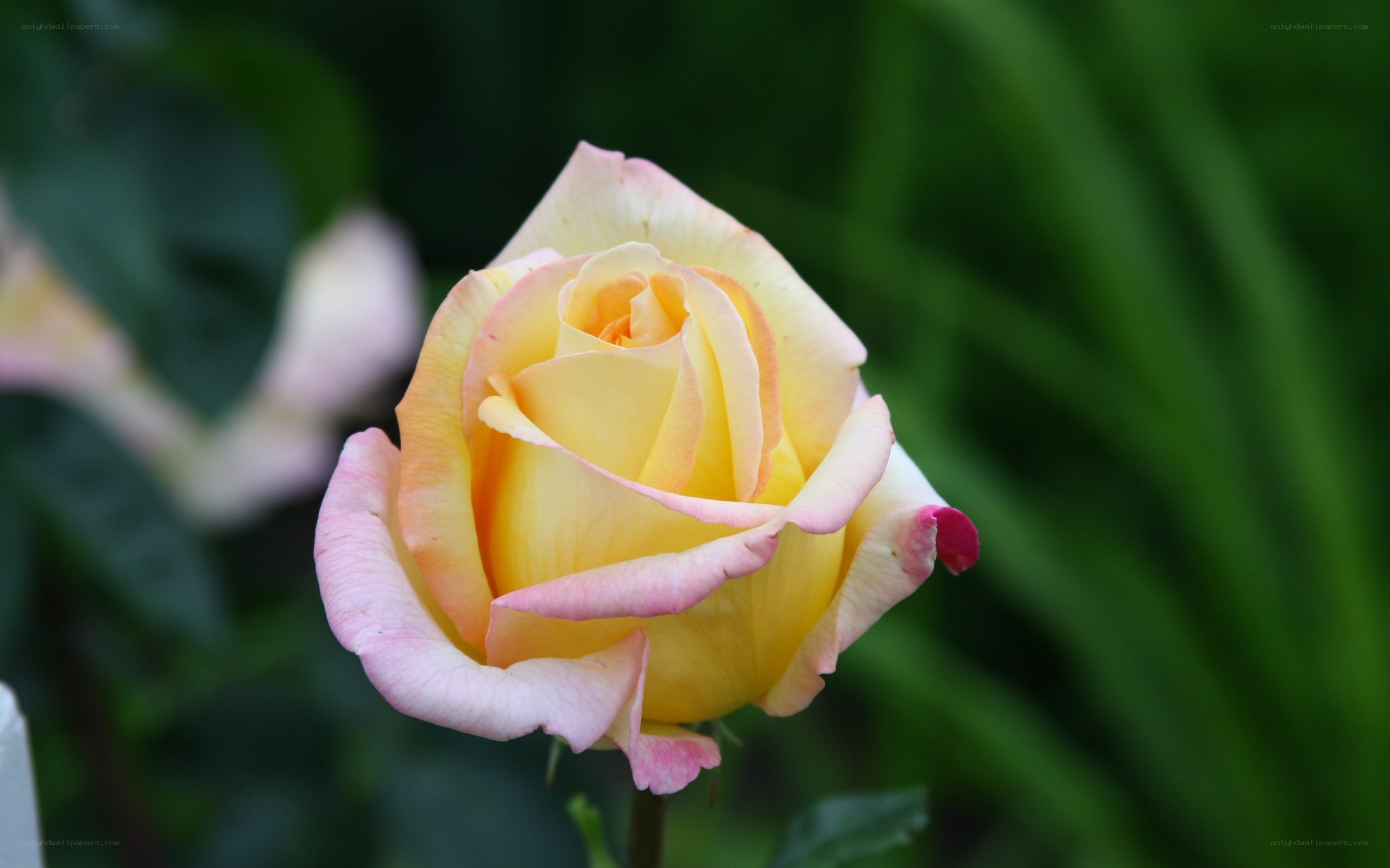 yellow rose with pink edges