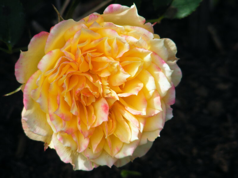 yellow rose with pink edges