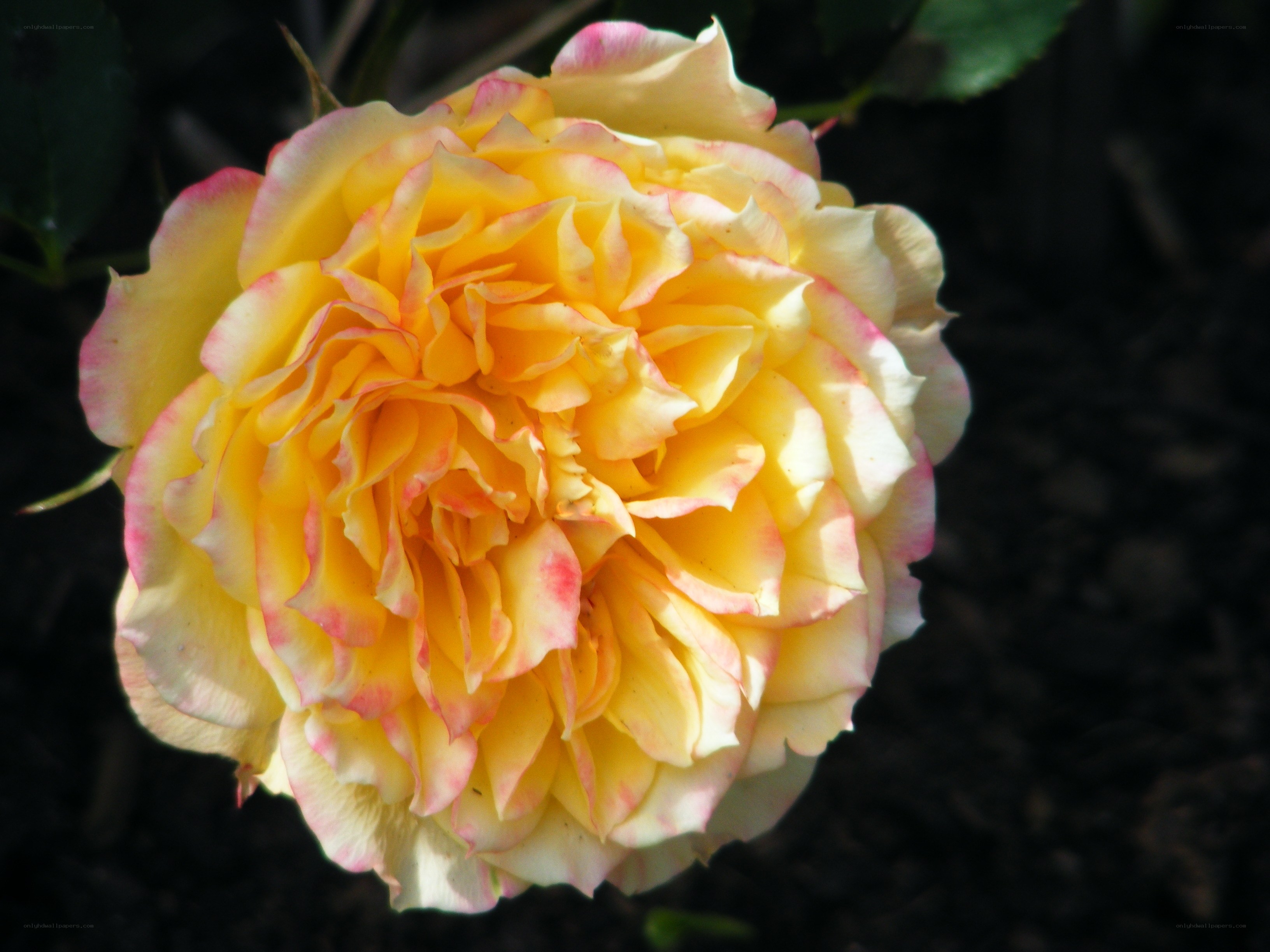 yellow rose with pink edges