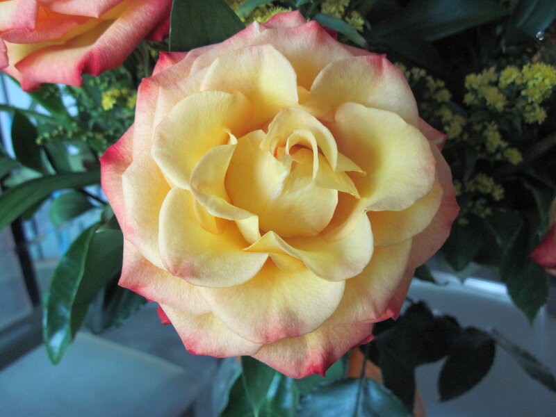 Yellow Rose with Pink Edges — Calm, Afternoon