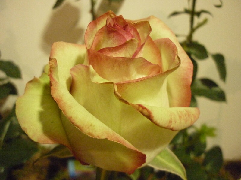 Yellow Rose with Pink Edges — Calm, Photograph