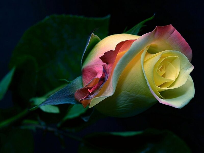 Yellow Rose with Pink Edges — Dramatic, Night