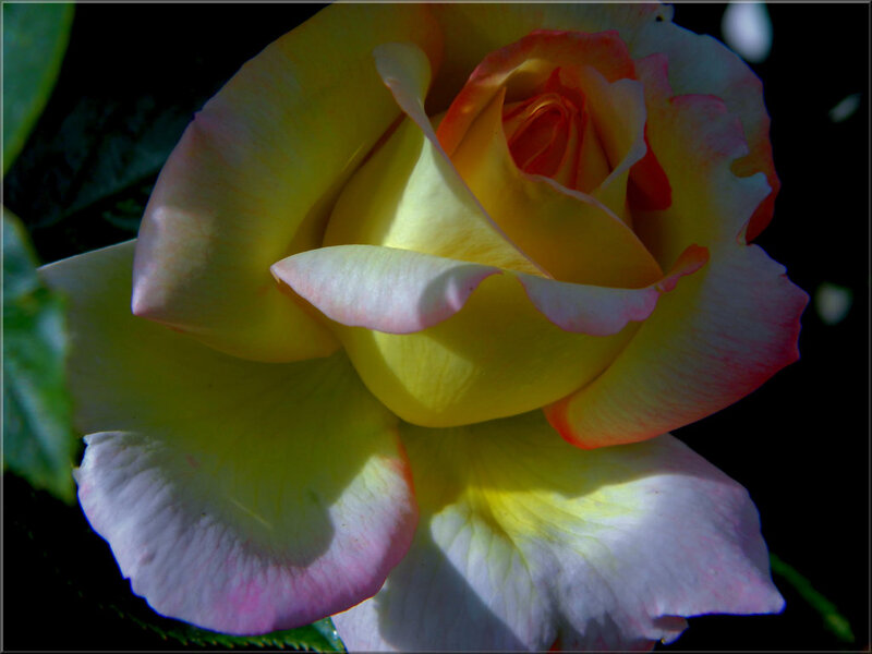 Yellow Rose with Pink Edges — Dramatic, Photograph, Petals