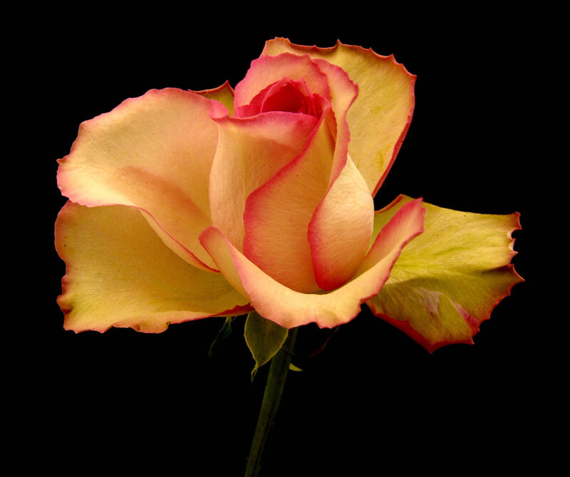 Yellow Rose with Pink Edges — Dramatic, Photograph