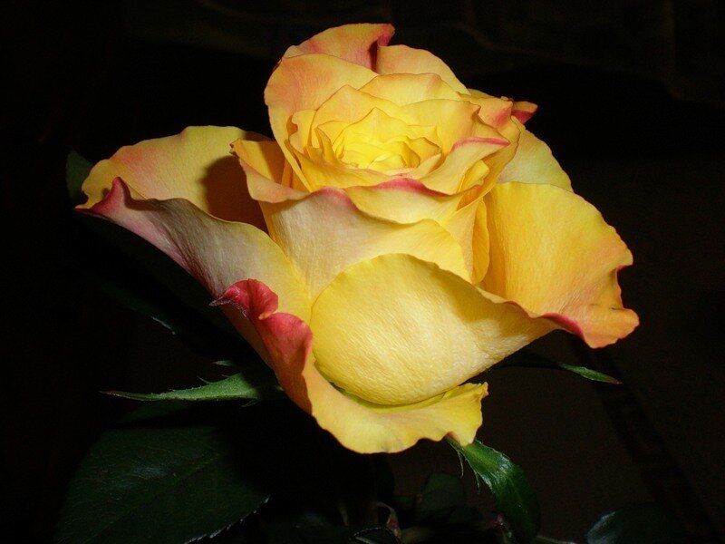 Yellow Rose with Pink Edges — Dramatic