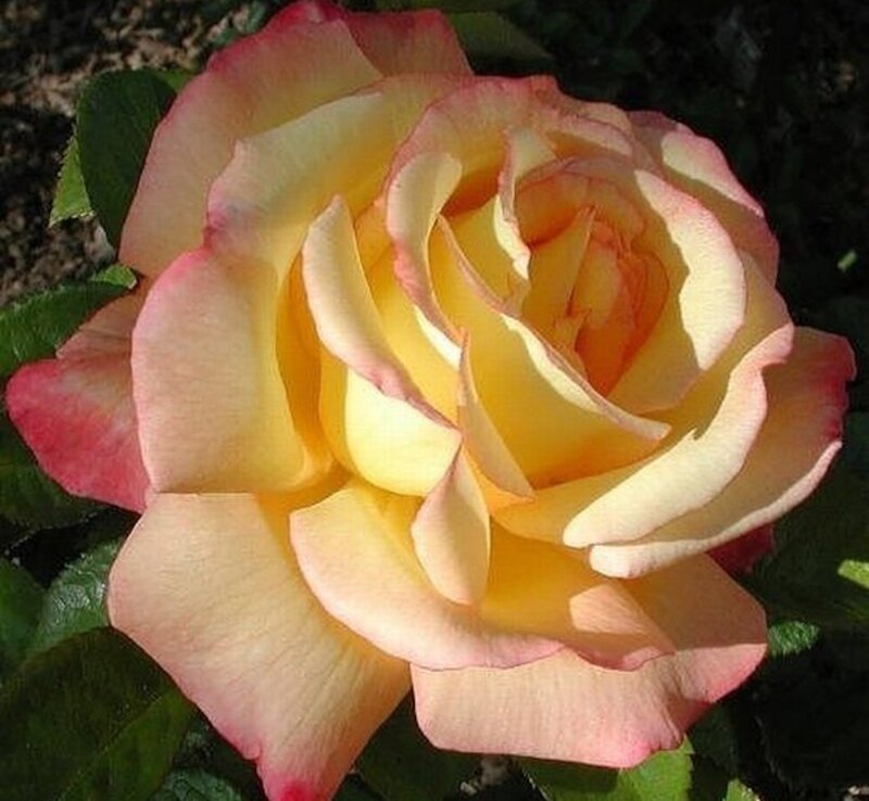 Yellow Rose with Pink Edges — Serene, Afternoon