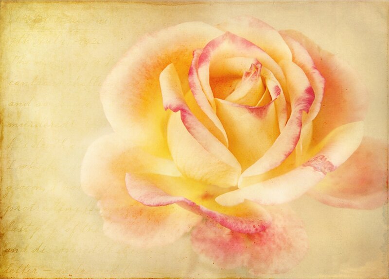 Yellow Rose with Pink Edges — Serene, Photograph, Old Paper