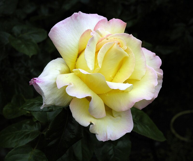 Yellow Rose with Pink Edges — Serene, Photograph