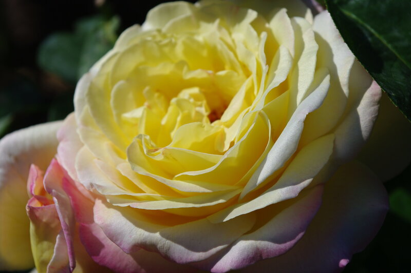 Yellow Rose with Pink Edges — Serene