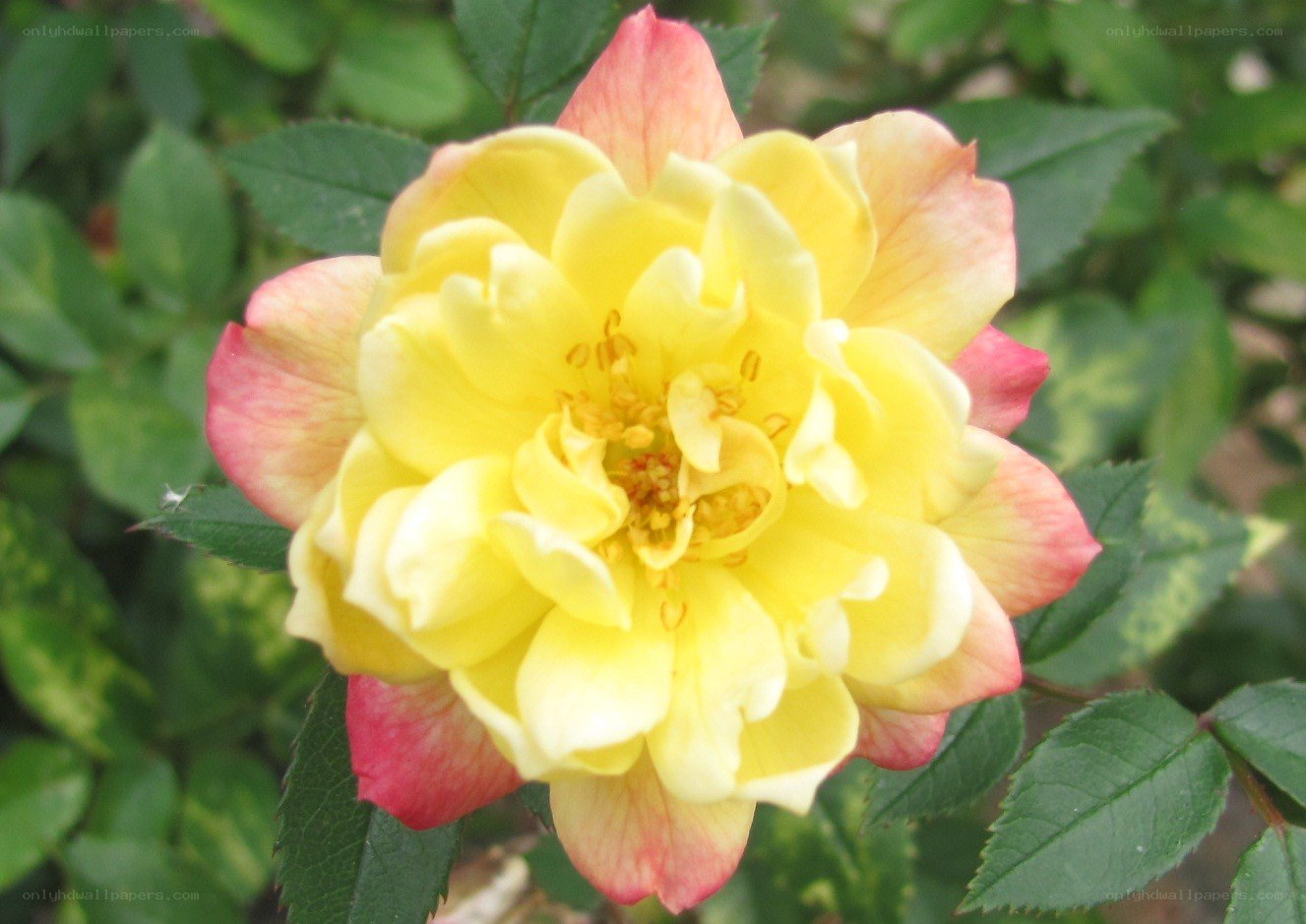 yellow rose with pink edges
