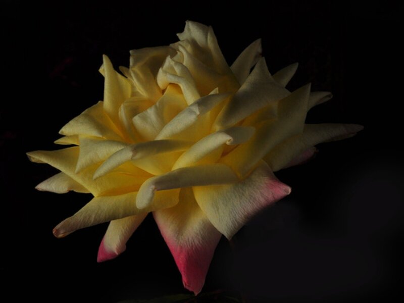 Yellow Rose with Pink Tips — Dramatic