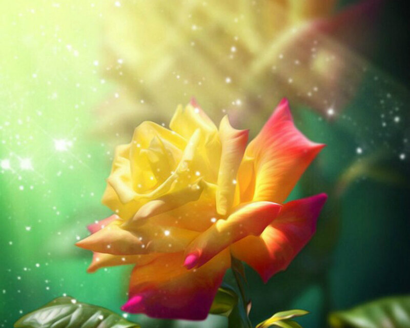 Yellow Rose with Pink Tips — Dreamy