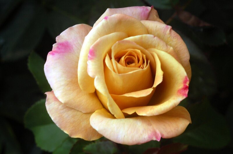Yellow Rose with Pink Tips