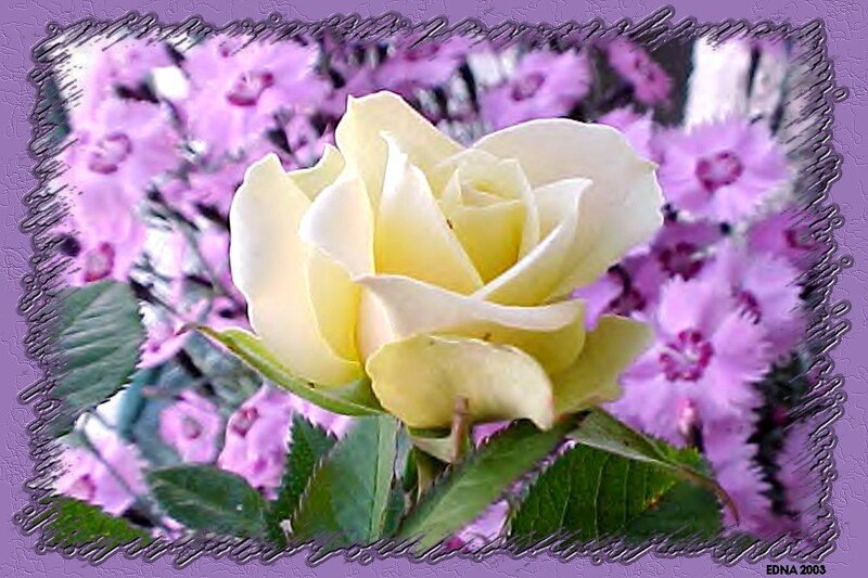 yellow rose with purple flowers