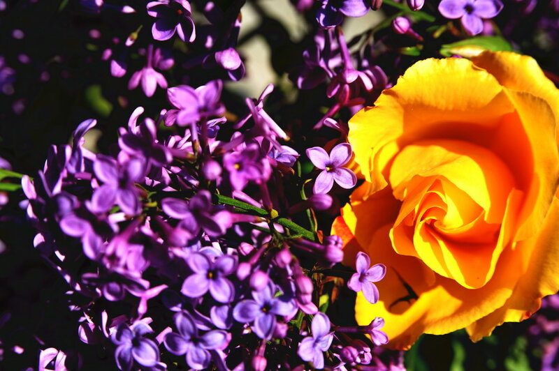 Yellow rose with purple lilacs