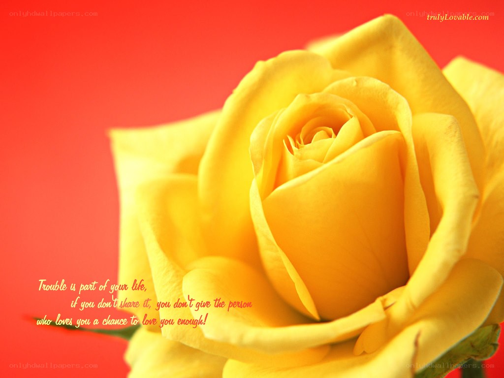 yellow rose with quote