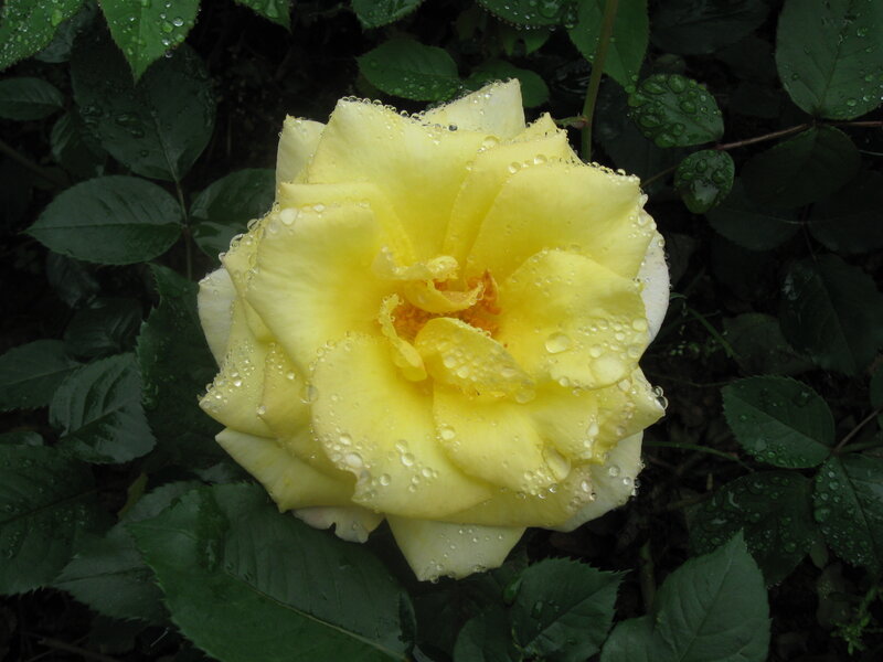 Yellow rose with raindrops