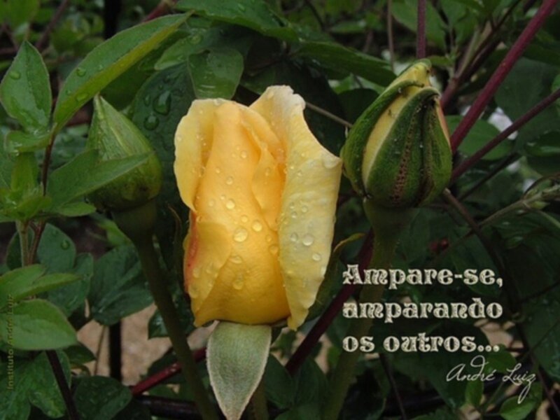 Yellow rose with raindrops