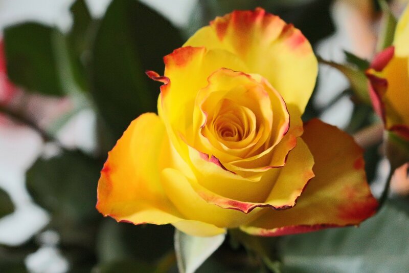 Yellow Rose with Red Edges — Calm, Photograph