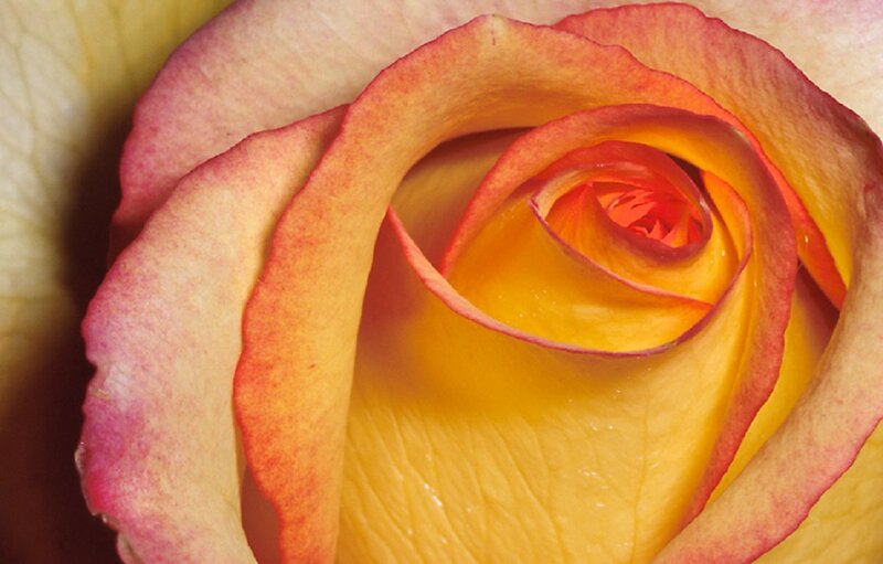 Yellow Rose with Red Edges — Calm