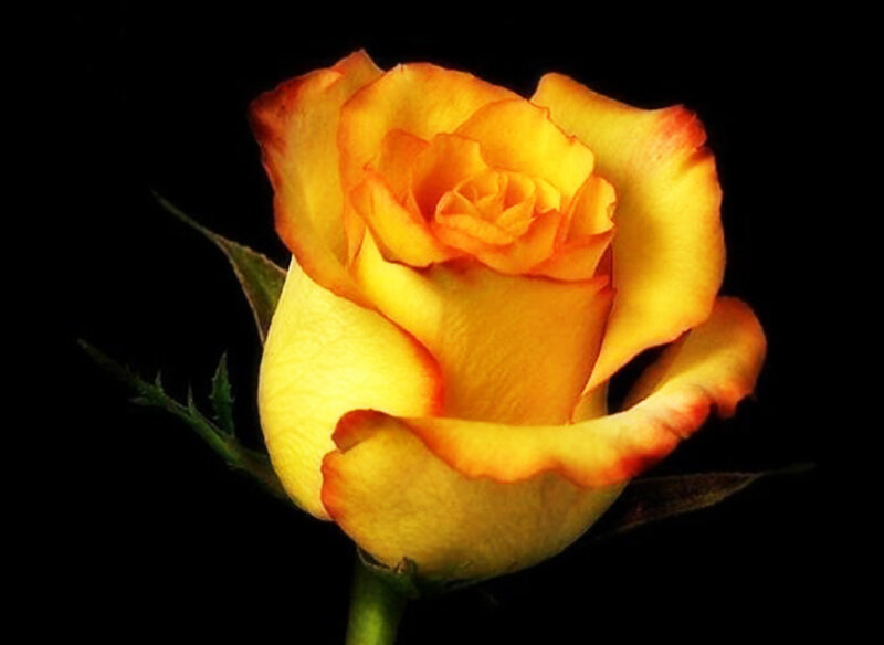 Yellow Rose with Red Edges — Dramatic