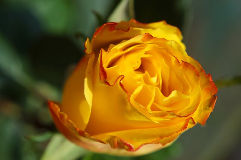Yellow Rose with Red Edges — Serene