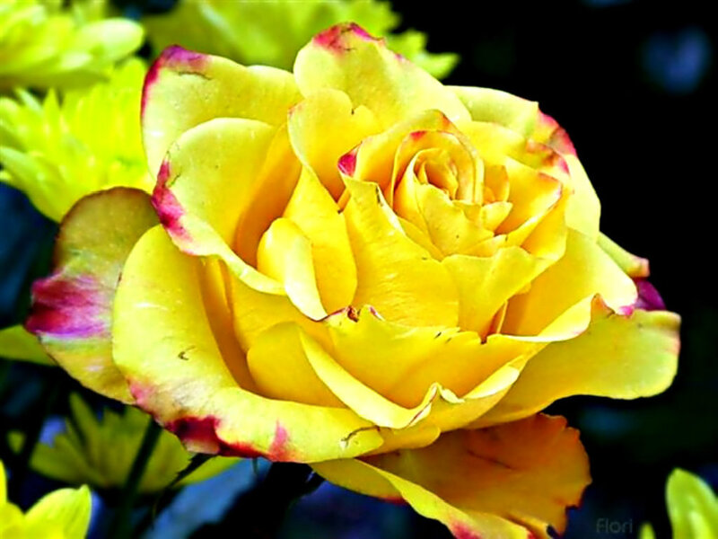 Yellow Rose with Red Edges — Vibrant